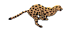 Akinator Cheetah